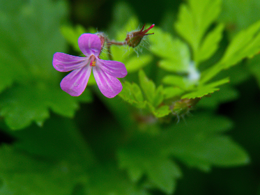 mg电子的多样化玩法:让你体验不一样的游戏乐趣