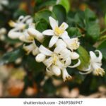 359开奖网官方开奖结果查询与数据分析 vn31f